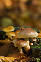 Brick cap mushrooms (hypholoma sublateritium) amongst mosses and leaf litter, Germany