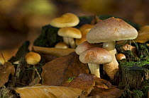 Brick cap mushrooms (Hypholoma sublateritium) amongst mosses and leaf litter, Germany