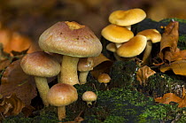 Brick cap mushrooms (Hypholoma sublateritium) amongst mosses and leaf litter, Germany