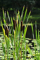 Greater Bulrush (Typha latifolia) bordering a pond, Belgium