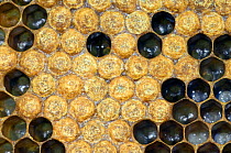 Honey bee (Apis mellifera) comb with open cells and capped cells containing larvae, Belgium