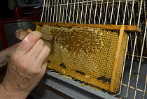 Beekeeper scraping the waxy coverings from honeycomb cells of the honey bee (Apis mellifera), Belgium