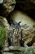Captive Eagle Owl (Bubo bubo) roosting in cliff at the Wildpark, Bavarian Forest, Germany