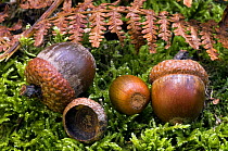English Oak Tree (Quercus robur) acorns and a fern on moss, Belgium