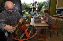 Female beekeeper scraping the waxy coverings from honeycomb cells of the honey bee (Apis mellifera); male beekeeper placing the honeycombs into the honey extractor, Belgium