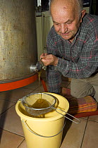 Beekeeper opening the valve at the bottom of a honey extractor to collect the honey, Belgium