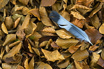 Wood pigeon (Columba palumbus) feather in leaf litter of an autumn beech forest, Belgium