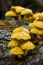 Golden scalycap (Pholiota aurivella) growing on a tree trunk in a broadleaf forest, Germany