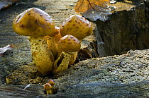 Golden scalycap toadstools (Pholiota aurivella) growing on a tree stump, Belgium