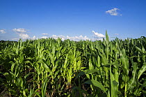 Field of Maize (Zea mays), Belgium