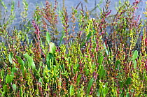 Marsh samphire / Glasswort (Salicornia europaea) on a salt marsh turning red, Belgium