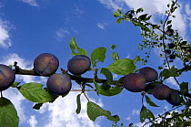 Plums growing on branch of plum tree (Prunus domestica), Belgium