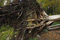 Fallen beech tree (Fagus sylvatica), exposing its roots, Germany