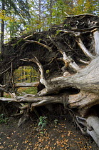 Fallen beech tree (Fagus sylvatica), exposing its roots, Germany