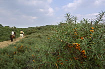 horseriders on a path, passing Sea buckthorn plants (Hippophae rhamnoides) with berries, in sand dunes, Belgium