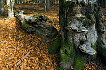 Tinder bracket fungus (Fomes fomentarius) growing on a European beech tree (Fagus sylvatica) in the Bavarian Forest, Germany