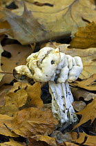 Common white helvella fungus (Helvella crispa) amongst leaf litter, Belgium