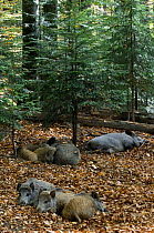 Family of captive Wild boars (Sus scrofa) sleeping at Wildpark in the Bavarian Forest, Germany