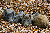 Group of captive juvenile captive Wild boars (Sus scrofa) sleeping in a beech forest at Wildpark in the Bavarian Forest, Germany