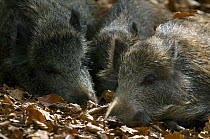 Group of captive juvenile captive Wild boars (Sus scrofa) sleeping in a beech forest at Wildpark in the Bavarian Forest, Germany