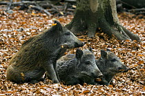 Juvenile captive Wild boars (Sus scrofa) resting in leaf lietter in beech forest at Wildpark, Bavarian Forest, Germany