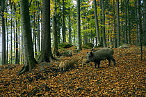 Captive Female Wild boar (Sus scrofa) with piglets, foraging in the leaf litter at Wildpark, Bavarian Forest, Germany