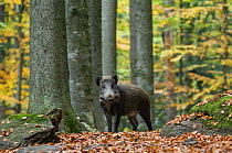 Captive Wild boar (Sus scrofa) in autumn beech forest, Wildpark, Bavaria, Germany