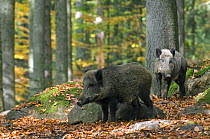 Captive Wild boars (Sus scrofa) in autumn beech forest, Germany