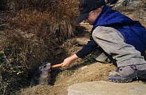 Alpine Marmot {Marmota marmota} child feeding Marmot with a carrot, Saas Fee, Switzerland, September 2003