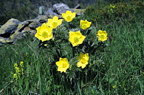 Alpine Pasqueflower {Pulsatilla alpina apiifolia} blooming, Alps, Switzerland, June