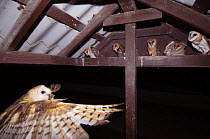 Barn Owl {Tyto alba} adult bringing mouse prey to young in nest, Rio Grande Valley, Texas, USA, May