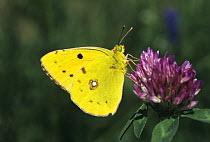 Berger's Clouded Yellow butterfly {Colias alfacariensis} male feeding on Red clover flower (Trifolium pratense) Germany, May