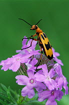 RF- Blister Beetle (Meloidae) adult on Prairie Verbena flower (Verbena bipinnatifida). Texas, USA. April. (This image may be licensed either as rights managed or royalty free.)