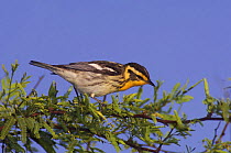 Blackburnian Warbler {Dendroica fusca} female, Texas, USA, May