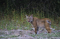 Bobcat {Felis rufus} wild adult, Rio Grande Valley, Texas, USA, May