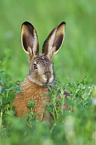 European Brown Hare {Lepus europaeus} juvenile in field, Lake Neusiedl, Austria, April