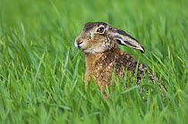 European Brown Hare {Lepus europaeus} adult in grass meadow, Lake Neusiedl, Austria, April