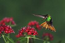 Buff-bellied Hummingbird {Amazilia yucatanenensis} male flying to feed on Penta flowers, Texas, USA, June