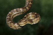 Bullsnake {Pituophis catenifer sayi} adult, coiled supporting its body weight, Rio Grande Valley, Texas, USA, May
