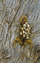 Scorpion {Centruroides sp} female carrying hatchlings on her back, Rio Grande Valley, Texas, USA, May