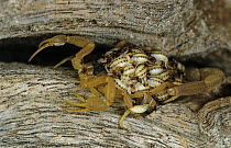 Scorpion {Centruroides sp} female carrying hatchlings on her back, Rio Grande Valley, Texas, USA, May