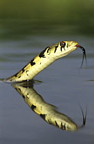 Checkered Garter Snake {Thamnophis marcianus marcianus} adult swimming, Rio Grande Valley, Texas, USA, May