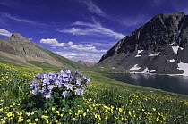 Clear Lake and wildflowers in alpine meadow, Blue Columbine {Aquilegia coerulea} and Alpine Avens flowers, Ouray, San Juan Mountains, Rocky Mountains, Colorado, USA, July 2007