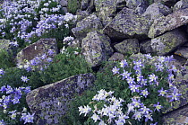 Blue / Colorado Columbine {Aquilegia coerulea} flowering amongst rocks, San Juan Mountains, Rocky Mountains, Colorado, USA, July