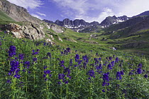 Mountains and wildflowers in alpine meadow, Tall Larkspur flowers {Delphinium barbeyi}, Ouray, San Juan Mountains, Rocky Mountains, Colorado, USA, July 2007