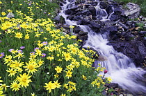 Waterfall and wildflowers in alpine meadow, Heartleaf Arnica {Arnica cordifolia} Ouray, San Juan Mountains, Rocky Mountains, Colorado, USA, July 2007