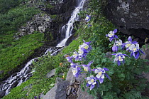 Waterfall and wildflowers in rock ledge, Blue / Colorado Columbine {Aquilegia coerulea} Ouray, San Juan Mountains, Rocky Mountains, Colorado, USA, July 2007