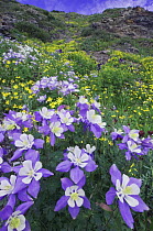 Wildflowers in alpine meadow - Blue / Colorado Columbine {Aquilegia coerulea}, Heartleaf Arnica {Arnica cordifolia} Ouray, San Juan Mountains, Rocky Mountains, Colorado, USA, July 2007