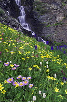 Waterfall and wildflowers in alpine meadow - Showy Daisy {Erigeron speciosus}, Heartleaf Arnica, Tall Larkspur and Bistort; Ouray, San Juan Mountains, Rocky Mountains, Colorado, USA, July 2007