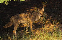 Coyote {Canis latrans} adult, Rio Grande Valley, Texas, USA, May